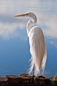 Heron Standing Proudly