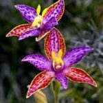 wild orchid